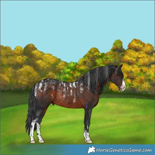 Horse Color:Powder White Brown Rabicano 