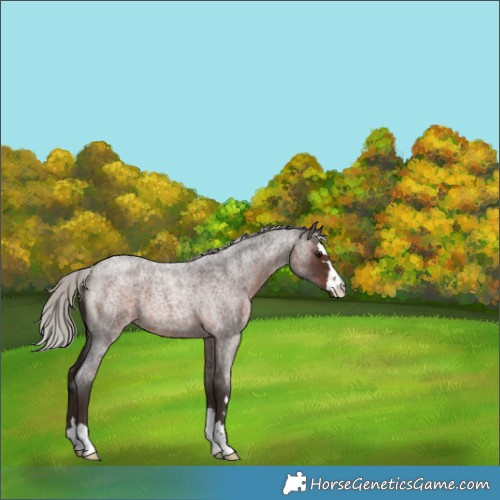 Horse Color:Silver Brown Roan 