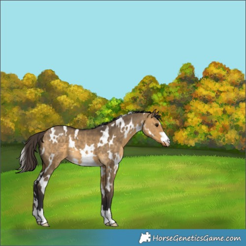 Horse Color:White Spotted Buckskin Dun 