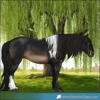 Horse Color:Gray Brown Tobiano 