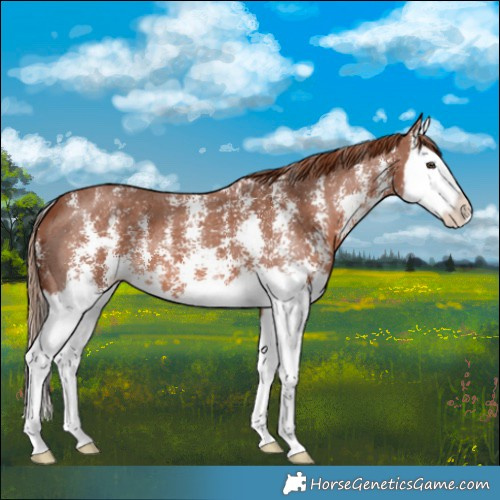 Horse Color:Chestnut Sabino Splash 