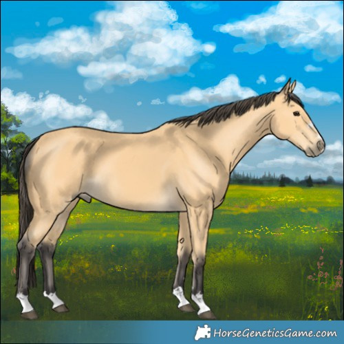 Horse Color:Buckskin