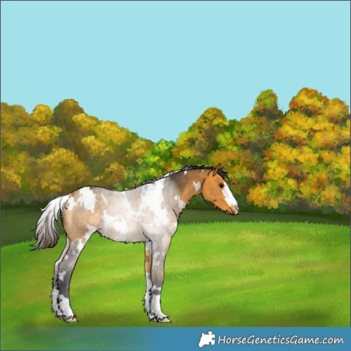 Horse Color:White Spotted Buckskin 