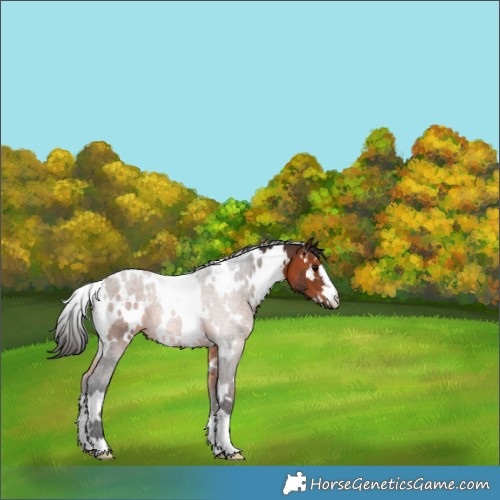 Horse Color:White Spotted Brown 