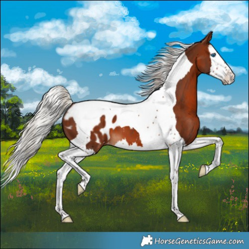 Horse Color:Silver Brown Splash Tobiano Appaloosa