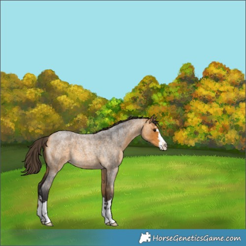 Horse Color:Buckskin Roan 
