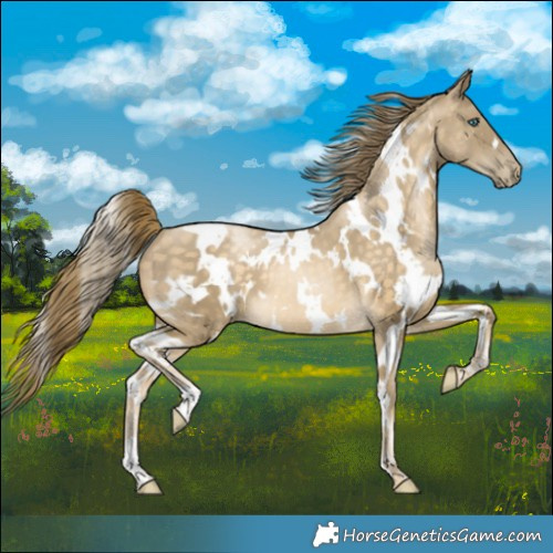Horse Color:White Spotted Buckskin Pearl