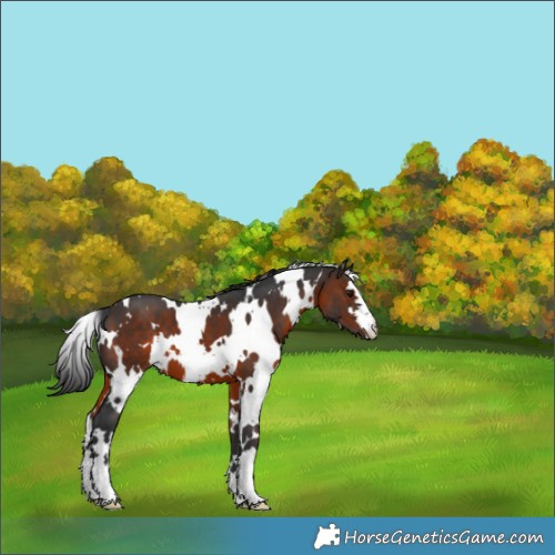 Horse Color:White Spotted Brown 