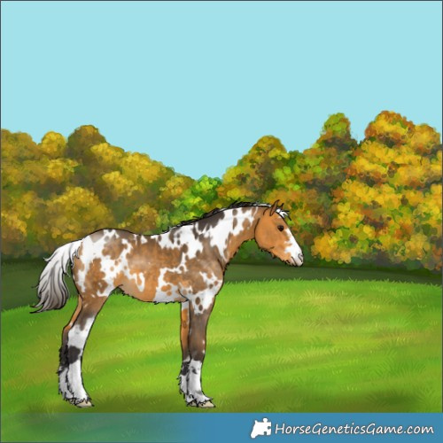 Horse Color:White Spotted Buckskin 