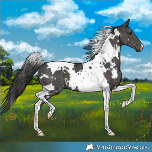Horse Color:White Spotted Black Tobiano