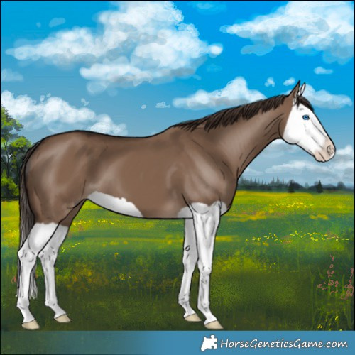 Horse Color:Liver Red Dun Splash 