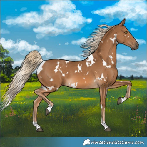 Horse Color:White Spotted Chocolate Palomino