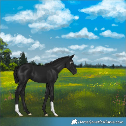 Horse Color:Gray Black 