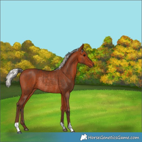 Horse Color:Bay Rabicano  and Silver Bay Rabicano 