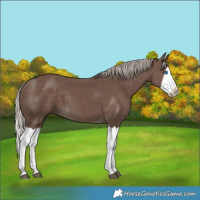 Horse Color:Silver Black Splash 