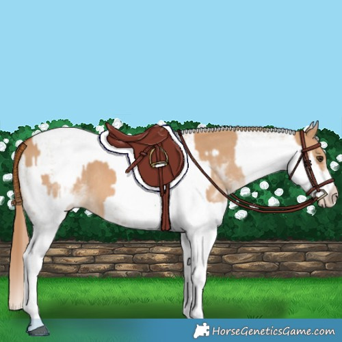 Horse Color:White Spotted Red Dun Rabicano  and White Spotted Red Dun Rabicano 