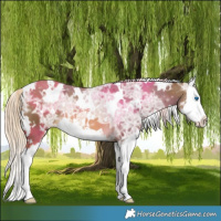 Horse Color:White Spotted Chocolate Palomino Ice Splash 