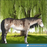 Horse Color:Brown Dun Sabino Brindle