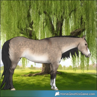Horse Color:Brown Dun Sabino 
