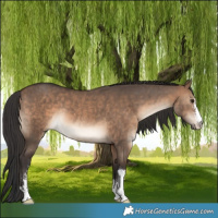 Horse Color:Brown Dun Sabino Rabicano 