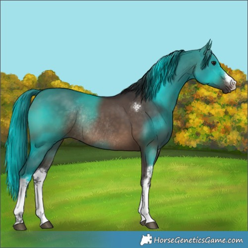 Horse Color:White Spotted Brown Dun Rabicano 