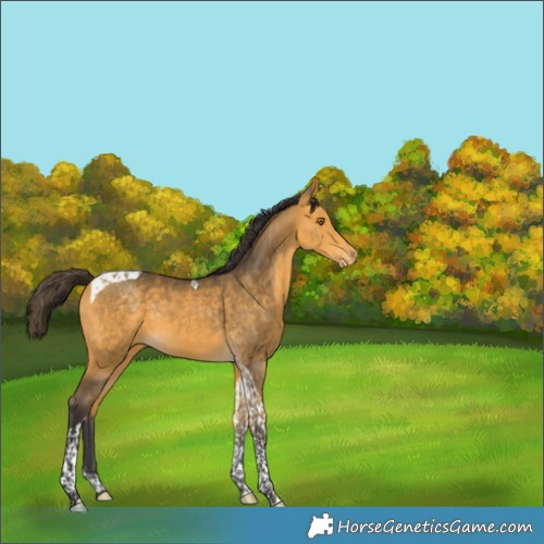 Horse Color:Buckskin Tobiano Varnish 