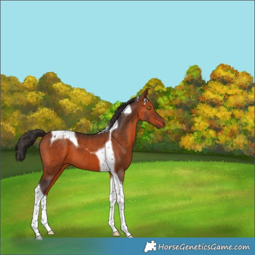 Horse Color:Bay Tobiano 