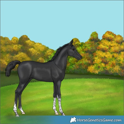 Horse Color:Black Tobiano 