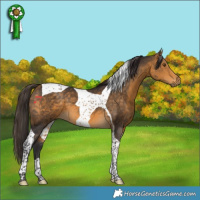 Horse Color:Buckskin Tobiano