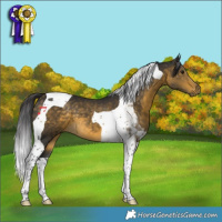 Horse Color:Buckskin Tobiano