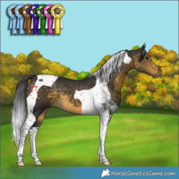 Horse Color:Buckskin Tobiano 