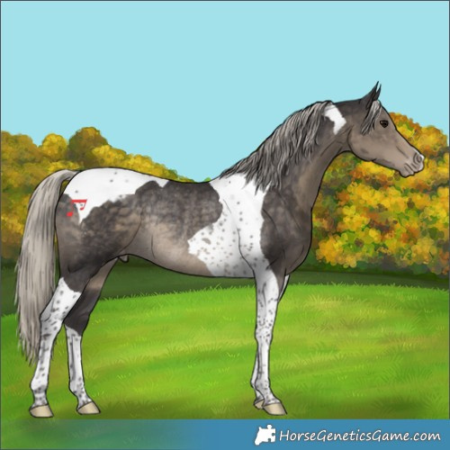 Horse Color:Silver Smoky Black Tobiano Varnish Rabicano 