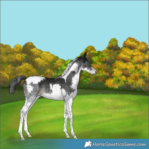 Horse Color:Gray Smoky Black Splash Tobiano Appaloosa Rabicano