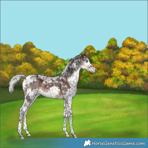 Horse Color:Gray Silver Brown Splash Tobiano Appaloosa Rabicano 