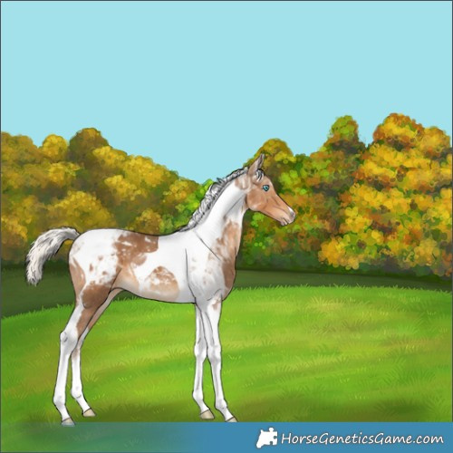 Horse Color:Gray Silver Smoky Creme Tobiano Varnish