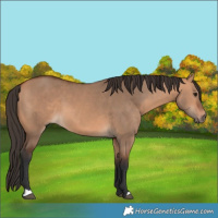 Horse Color:Bay Dun 