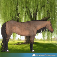 Horse Color:Bay Dun Brindle 