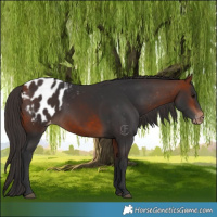 Horse Color:Bay Appaloosa