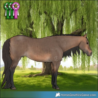 Horse Color:Bay Dun Brindle 