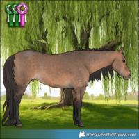 Horse Color:Bay Dun Brindle