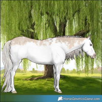 Horse Color:Silver Brown Dun Sabino Splash Rabicano 