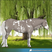 Horse Color:White Spotted Silver Grullo Sabino Splash Rabicano 