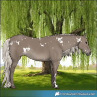 Horse Color:White Spotted Silver Grullo Rabicano 