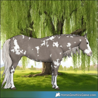 Horse Color:White Spotted Silver Grullo Splash Rabicano 