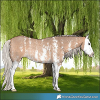 Horse Color:Silver Brown Dun Sabino Splash Rabicano 