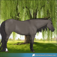 Horse Color:Smoky Grullo 