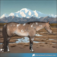 Horse Color:White Spotted Bay Dun Varnish Rabicano 