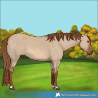 Horse Color:Red Dun