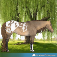 Horse Color:Buckskin Dun Sabino Blanket Rabicano 