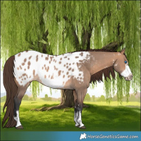 Horse Color:Bay Dun Sabino Frame Near Leopard 